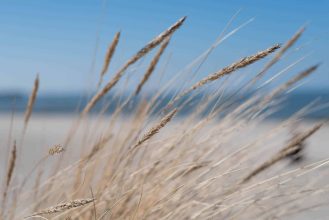 blades of grass on dune with sea and blue sky in blurred background shallow depth of field